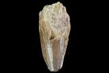 Dimetrodon Tooth - Texas Red Beds #69536-1